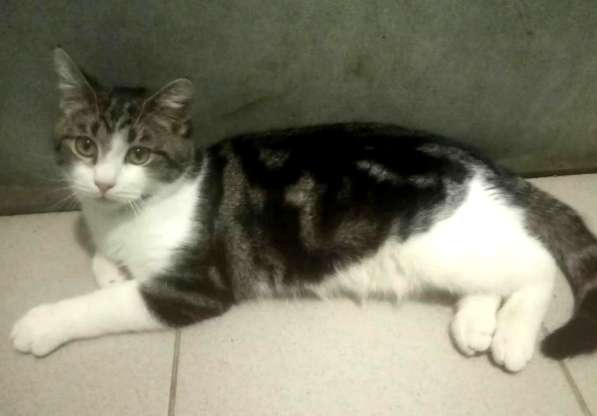 Котенок в добрые руки. Тошка-добрая душа в Москве фото 31