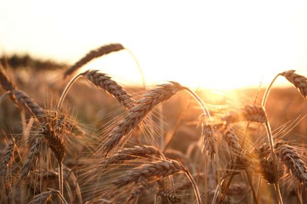 Семена Пшеницы, подсолнух, Бобовые, Ячмень Пшеница Горох КФХ в Волгограде фото 8