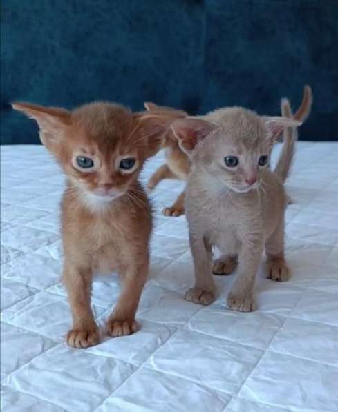 Питомник абиссинских кошек предлагает чистокровных котяи в фото 4