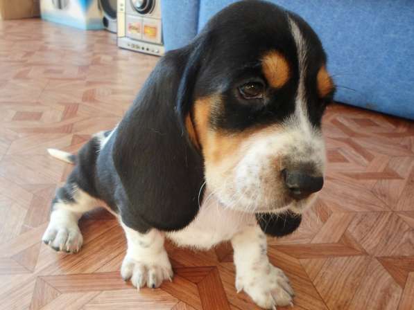 Щенки Бассет-хаунд в Армавире фото 42