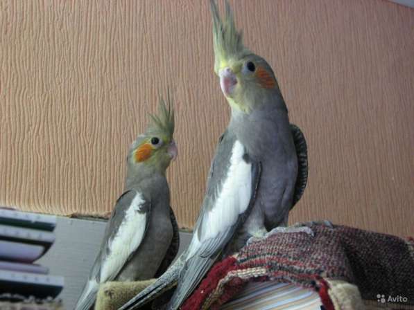 Птенец попугая кореллы -для обучения разговору в Москве
