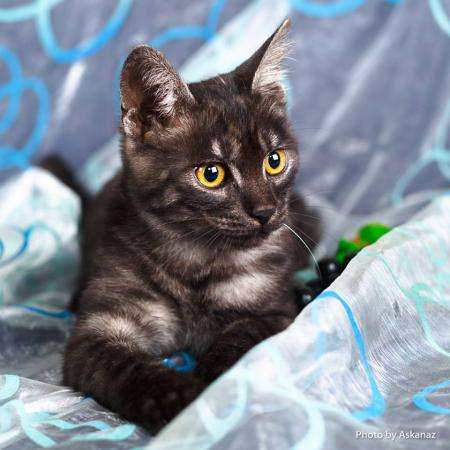 Шикарный кот Митчелл черный дым - молодой котик ищет дом в Москве фото 3
