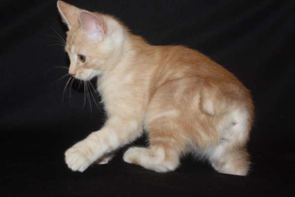 Котята курильского бобтейла в Астрахани фото 19