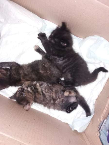 Два котенка девочки в поисках дома в Малаховке фото 5