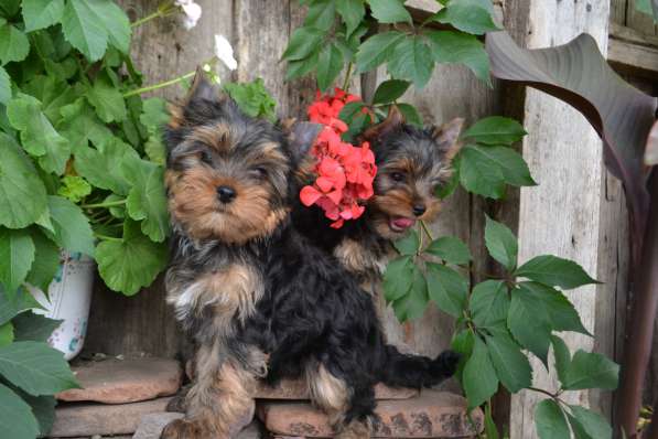 МАЛЬЧИК ЙОРКШИРСКОГО ТЕРЬЕРА в Саратове