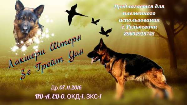 Немецкая овчарка. Вязка в Краснодаре фото 3