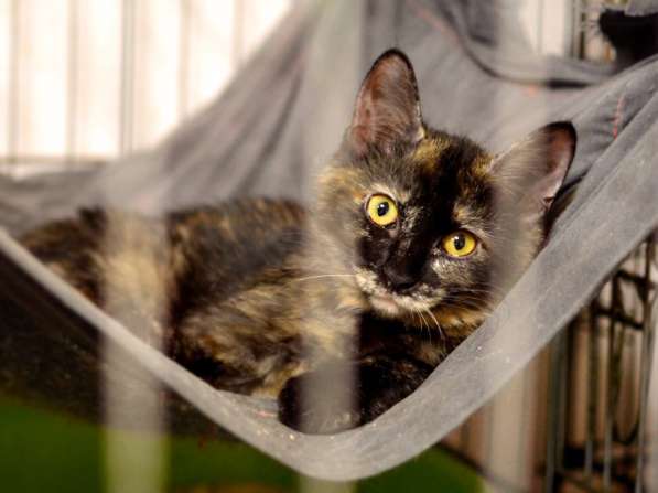 Почему судьба так жестока к Киттари