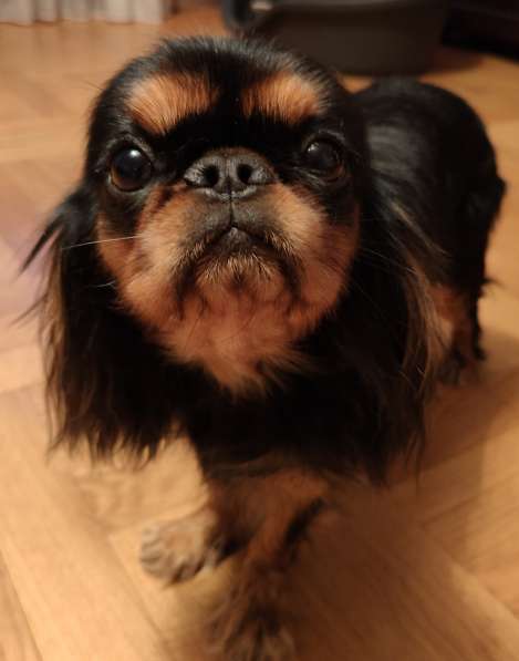 King Charles Spaniel сука в фото 5