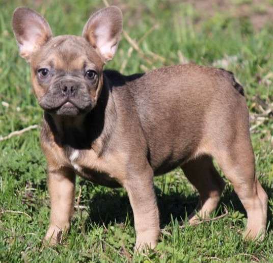 Французский бульдог. Мини