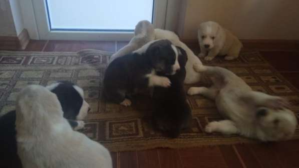 Алабая щенки белые в Крымске фото 5