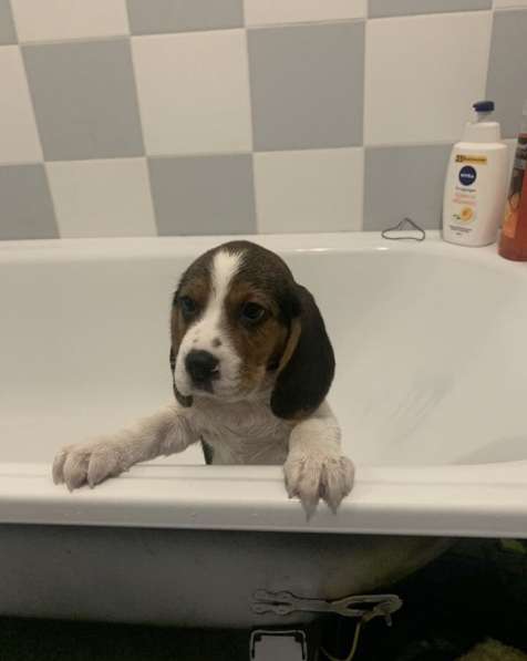 Щенок бигль в Волгограде фото 9