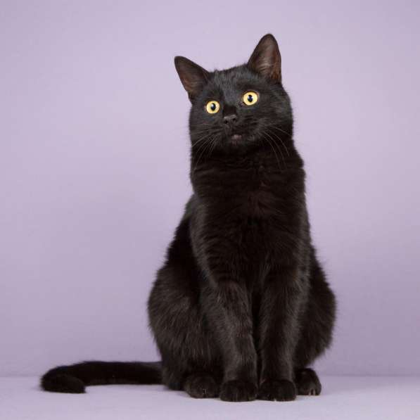 Идеальный черный красавец — кот Вин Дизель в дар в Москве