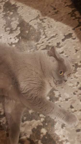 Кошка, британская лиловая гладкошерстная. 10 лет в Красногорске