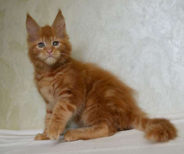 Котята мейн-кун в Москве фото 11