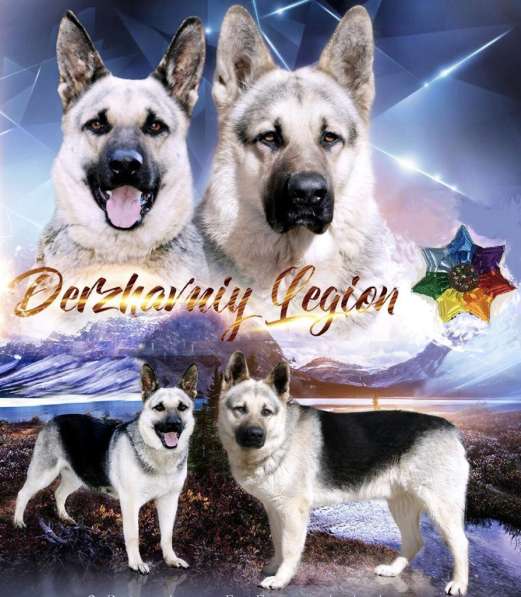 Продам щенков ВЕО в Кургане