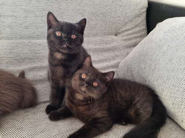 Продаются милые британские короткошерстные котята в фото 3