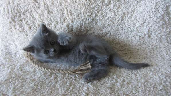 Плюшевый британский котенок в Москве фото 9