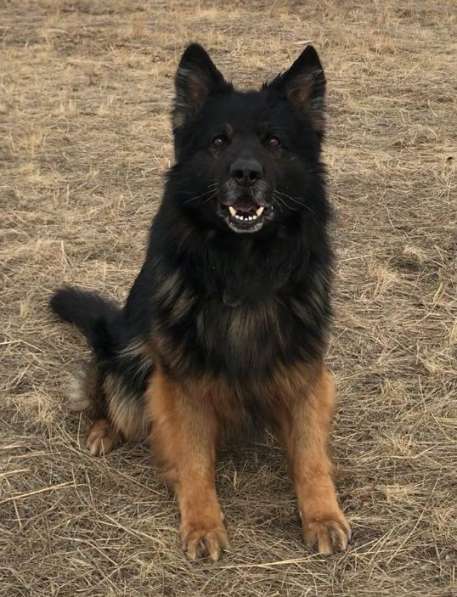 Продам щенков Д/Ш немецкой овчарки в Абакане фото 11