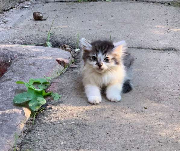 Котенок-мальчик Мимишка в добрые руки в Москве