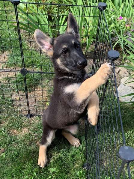 Щенки ВЕО с документами в Санкт-Петербурге фото 14