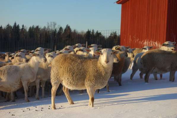 Племенные овцы породы Катумская (Скот из Европы класса Элита в фото 4