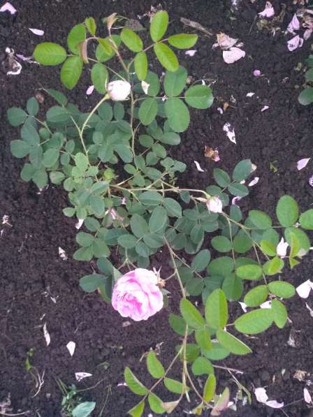 Клематис, роза, лилия в Москве фото 3