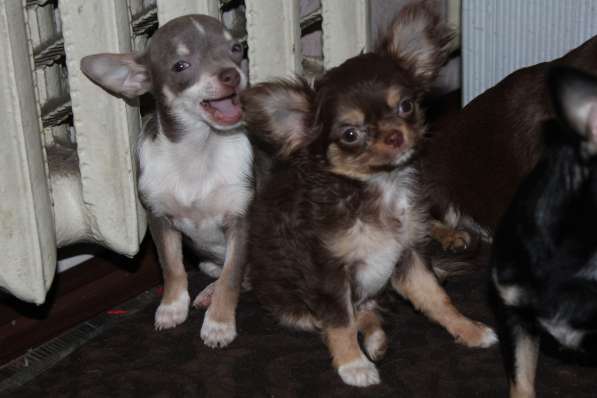 ЧИХУАХУА в Калуге фото 5