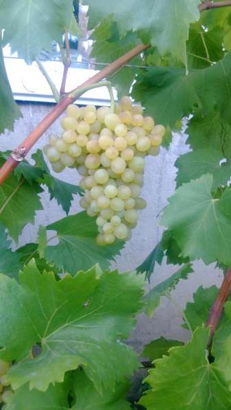Саженцы винограда в Уфе