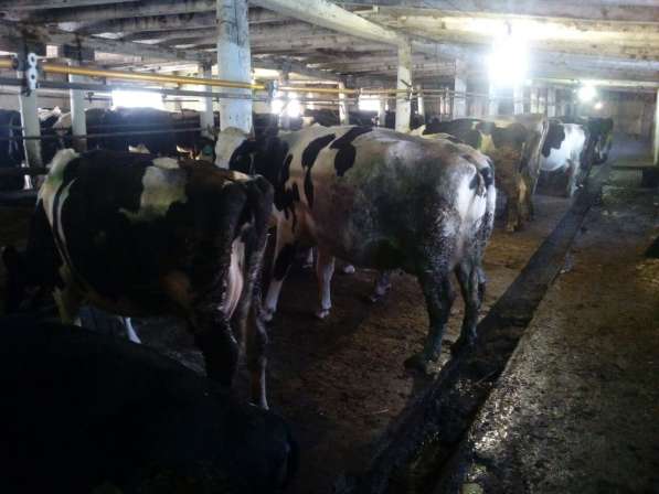 Дойные коровы черно-пестрой породы голштинизированные в Магнитогорске фото 3