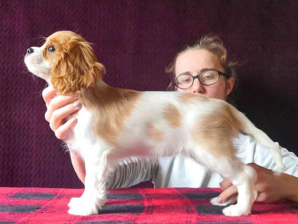 Кавалер кинг чарльз спаниель в Москве фото 4