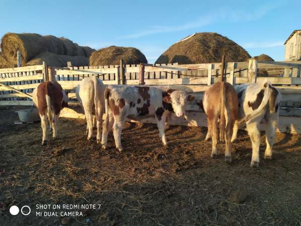 Продаем бычки и коровы в Сибае фото 3