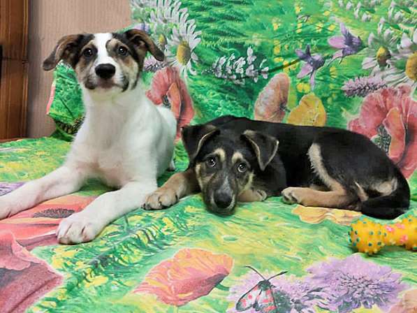 Белка и Стрелка, очаровательные домашние щеночки в дар в Москве фото 6