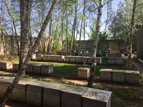 Пчёлы пчелосемьи пчелопакеты в Домодедове фото 7