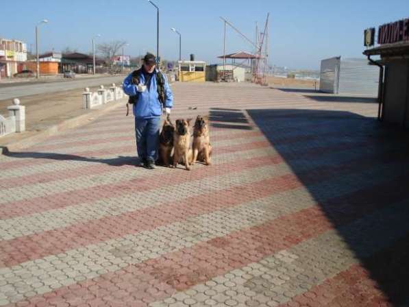 Индивидуальная дрессировка собак в Феодосии