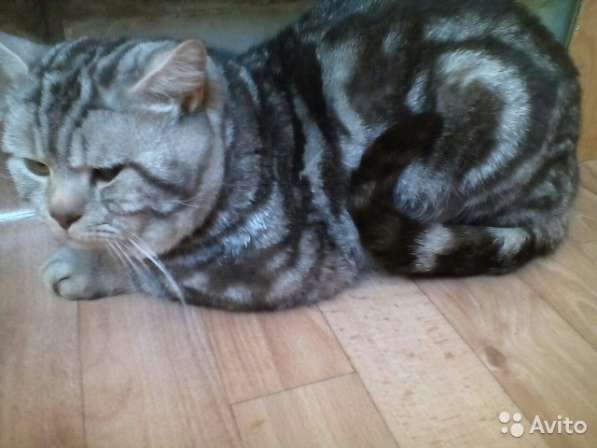 Коты на вязку котята-вислоухие и прямоухие в Костроме фото 11