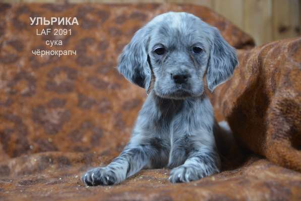 Английский сеттер щенки из элитного питомника в Москве фото 96