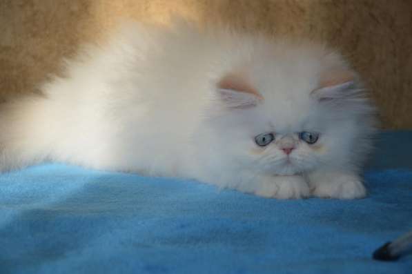 Персидские котята