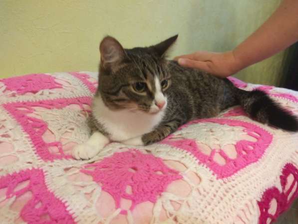 Киса Лизонька в заботливые руки