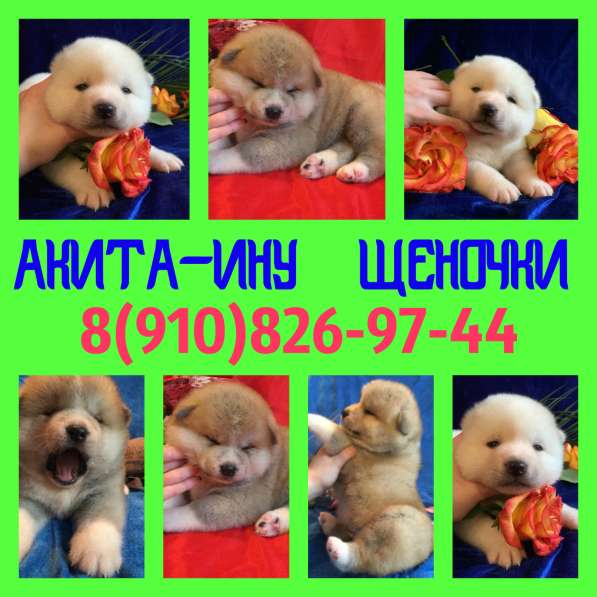 АКИТА-ИНУ очаровательные щеночки