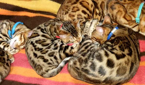 Бенгальские котята, шикарная кошечка, документы WCF, питомн в фото 22