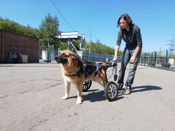 Особенный добряк Мухтар ищет дом в Москве фото 7