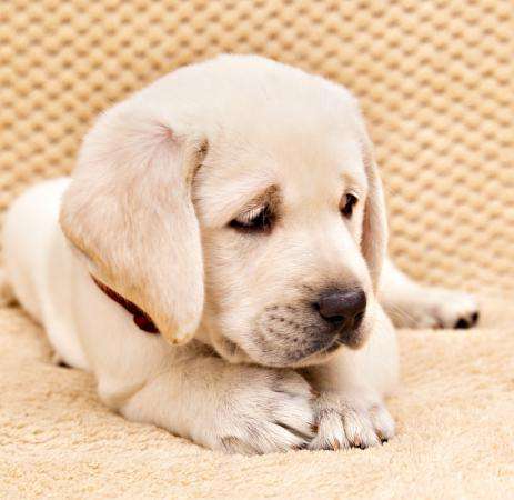 Высокопородные щенки лабрадора в Санкт-Петербурге фото 6