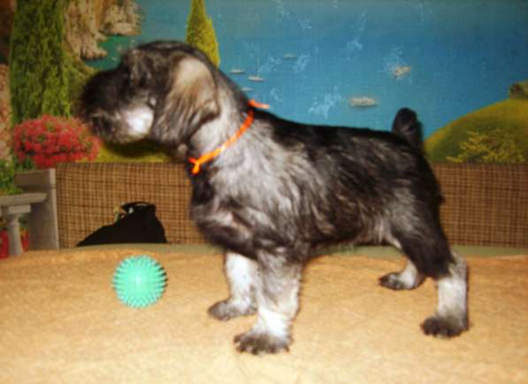 Щенки миттельшнауцера в Москве фото 8