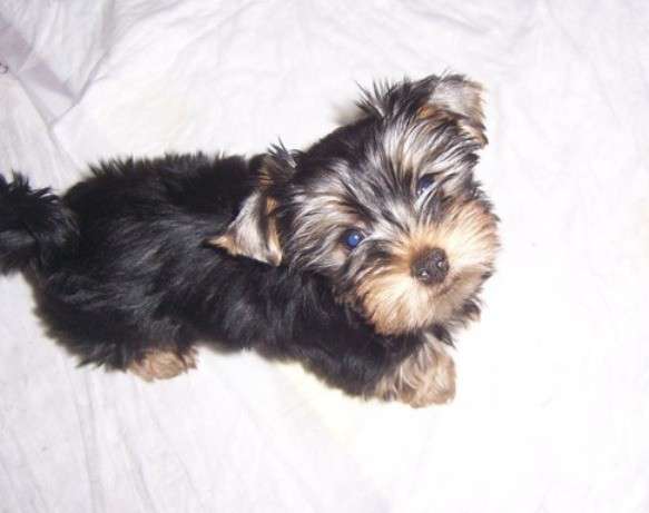 Йорк в Екатеринбурге фото 9