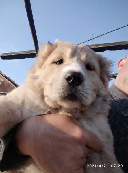 Продаются щенки алабая в фото 21