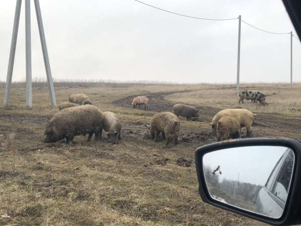 Продам мангалов. Вьетнамцев в Курске фото 3