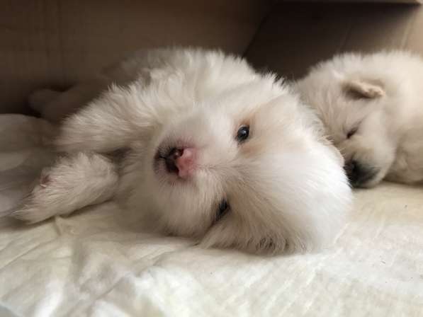 Лисята в Ростове-на-Дону фото 35