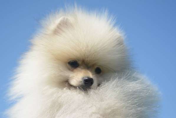 Шикарные щенки померанского шпица из питомника - медвежий ти в фото 19