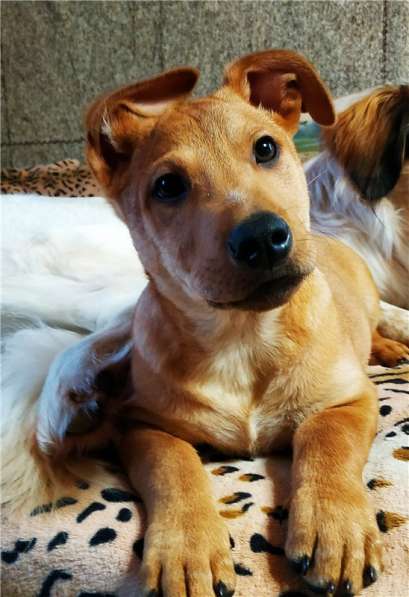 Очаровательный малыш Лёлик ищет дом в Москве фото 9