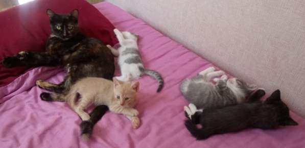 Кошечка в дар в Сочи фото 6